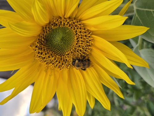 Perplexing Bumble Bee