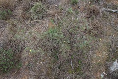 Aspalathus alpestris