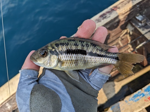 Spotback hap (Protomelas spilonotus) — Cichlidae — 3