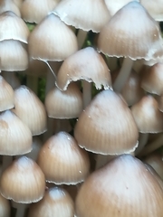 Mycena tintinnabulum