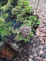 Mycena tintinnabulum