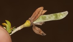 Argyrolobium pachyphyllum