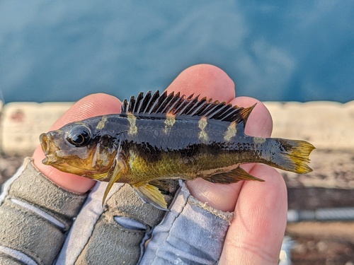 Bumblebee cichlid (Pseudotropheus crabro) — Cichlidae — 2