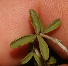 Argyrolobium pachyphyllum