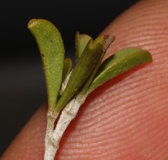 Argyrolobium pachyphyllum