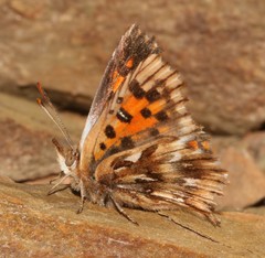Chrysoritis brooksi tearei
