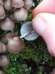 Mycena tintinnabulum