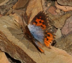 Chrysoritis brooksi tearei