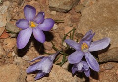 Syringodea longituba longituba