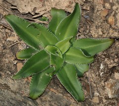 Chlorophytum crispum