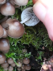 Mycena tintinnabulum