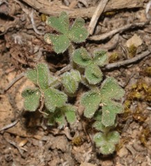 Oxalis imbricata cuneifolia