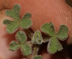 Oxalis imbricata cuneifolia