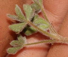 Oxalis imbricata cuneifolia
