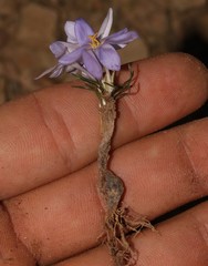 Syringodea longituba longituba