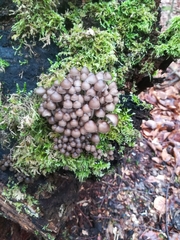 Mycena tintinnabulum