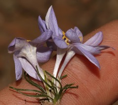 Syringodea longituba longituba