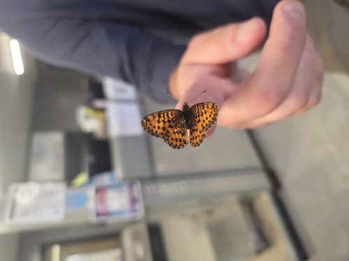 Arctic Fritillary