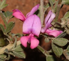 Indigofera nigromontana