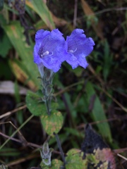 Angiospermae