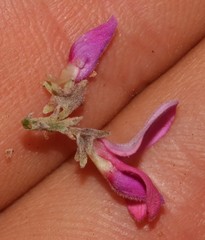 Indigofera nigromontana