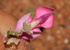 Indigofera nigromontana