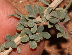 Indigofera nigromontana