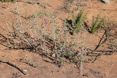 Indigofera nigromontana