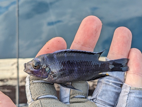 Afra-mbuna (Cynotilapia afra) — Cichlidae — 2