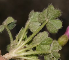 Oxalis imbricata
