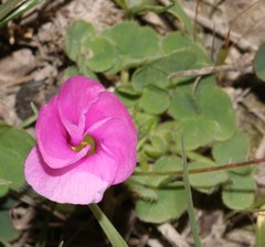 Oxalis imbricata