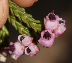 Erica physantha