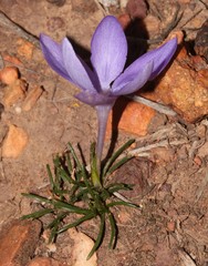Syringodea longituba longituba