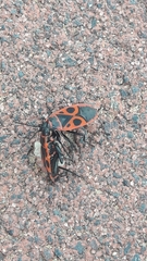 Pyrrhocoris apterus