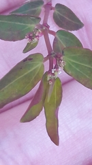 Euphorbia hypericifolia