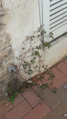 Euphorbia hypericifolia