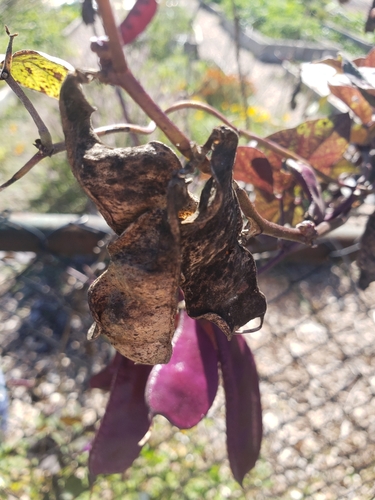 Hyacinth bean (Lablab purpureus)
