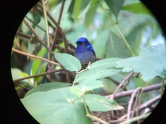 Niltava macgrigoriae