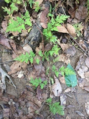 Angiospermae