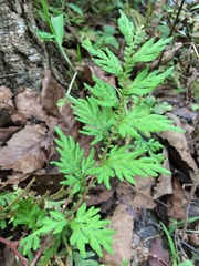 Angiospermae