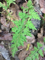 Angiospermae