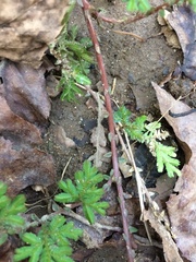 Angiospermae