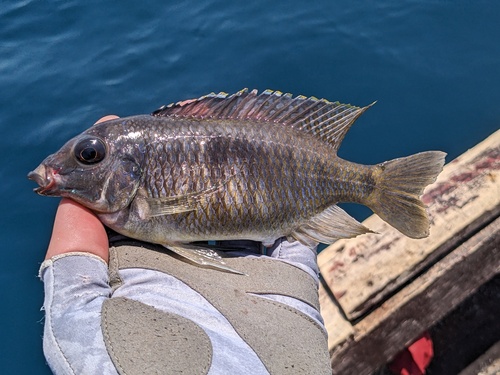 Haplochromis royal blue (Otopharynx heterodon) — Cichlidae — 4