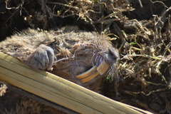 Cratogeomys fulvescens