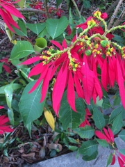 Euphorbia pulcherrima