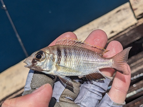 Deep water hap (Placidochromis electra) — Cichlidae — 3