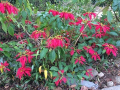 Euphorbia pulcherrima
