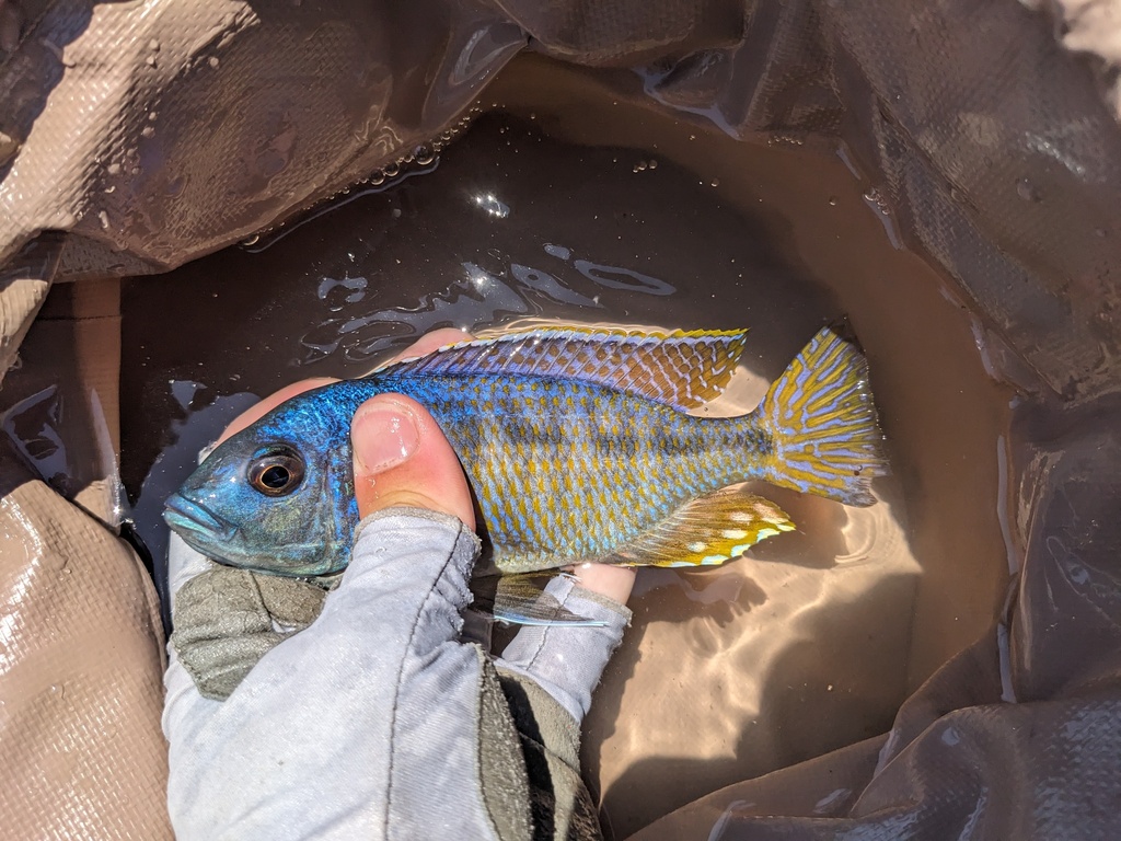 Soft hap (Mylochromis mollis) — Cichlidae
