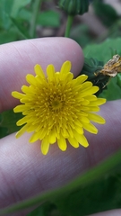 Sonchus