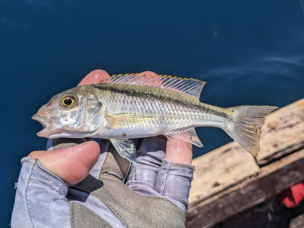 Haplochromis lepturus green (Buccochromis lepturus) — Cichlidae